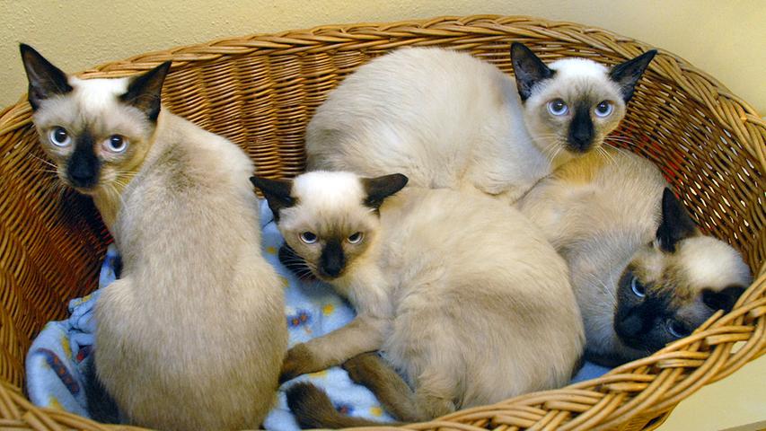 Die blauäugige und elegante Katzenrasse erreicht 52.800 Suchanfragen, wie das Onlineportal "Das Tierlexikon" herausfand.