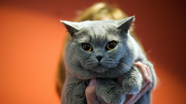 Heimtiermesse Dresden