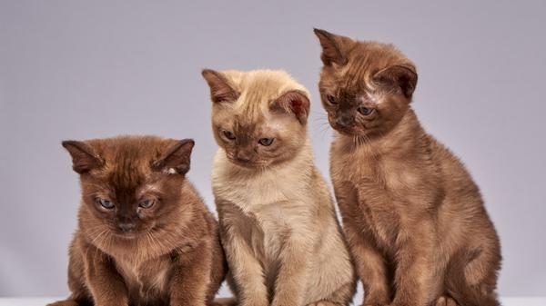 Die Burma-Katze stammt ursprünglich aus dem heutigen Myanmar, wo sie heute noch von Mönchen als eine der 16 Tempelkatzenrassen gehalten wird. Der Samtpfoter, der zudem als Glücksbringer gilt, kommt mit 40.800 Suchanfragen pro Monat auf Platz 7.