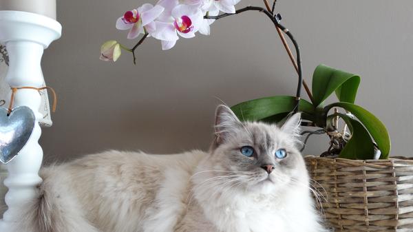 Äußerlich erinnert sie an eine Langhaar-Variante der Siamkatze: Die Rede ist von der Rasse Ragdoll, zu Deutsch "Stoffpuppe". Ihr anmutiges Aussehen verleiht ihr Platz 8 mit 35.000 Suchanfragen pro Monat.