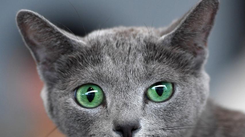 Sie besticht mit ihren smaragdgrünen Augen und silbrigem Fell: Das Wesen der Russisch Blau gilt als anhänglich und sanft - damit landet der edle Samtpfoter auf dem 10 Platz der beliebtesten Katzenrassen. Pro Monat sie nämlich etwa 27.600 mal gesucht, wie das Onlineportal  "Das Tierlexikon" herausfand.
