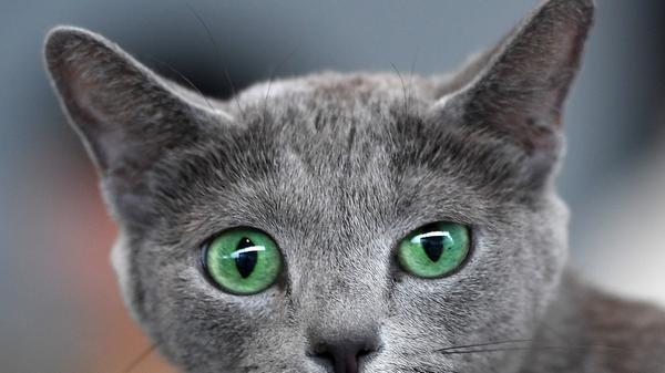 Sie besticht mit ihren smaragdgrünen Augen und silbrigem Fell: Das Wesen der Russisch Blau gilt als anhänglich und sanft - damit landet der edle Samtpfoter auf dem 10 Platz der beliebtesten Katzenrassen. Pro Monat sie nämlich etwa 27.600 mal gesucht, wie das Onlineportal "Das Tierlexikon" herausfand.