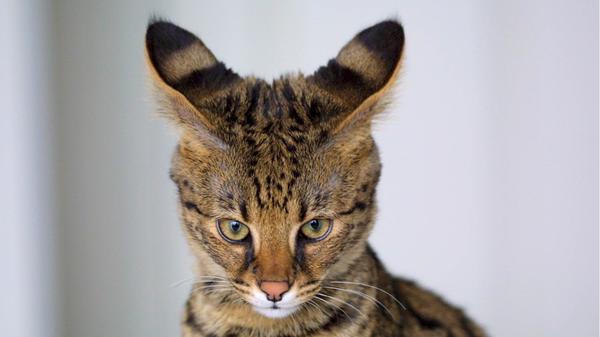 Besonders exotisch kommt die Savannah-Katze daher. Ihre Rasse entstand durch Zufall in den 1980er Jahren, indem eine Siamkatze und ein Serval gekreuzt wurden. Mit einem stolzen Preis von bis zu 15.000 Euro gehört sie zu den teuersten Katzenrassen der Welt. Mit 34.900 Suchanfragen pro Monat schafft sie es im Ranking auf Platz 9.