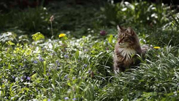 Mit ihren luchsähnlichen Ohren und ihrem wilden Fell ist die Norwegische Waldkatze eine ganz besondere Schönheit: Sie wird 46.800 im Monat bei Google gesucht und kommt damit auf Platz 6.