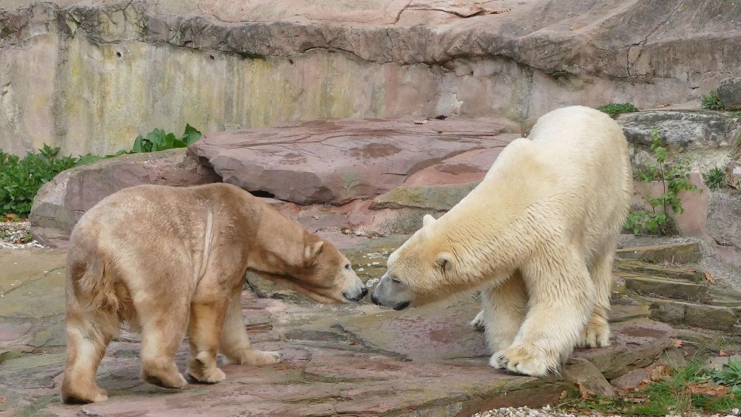 Der Eisbär Nanuq (rechts) kam Anfang April 2019 aus dem Erlebniszoo Hannover in den Tiergarten Nürnberg, wo er nun mit dem Eisbärweibchen Vera zusammenlebt.