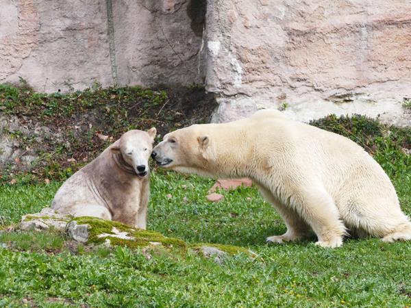 Eisbär 