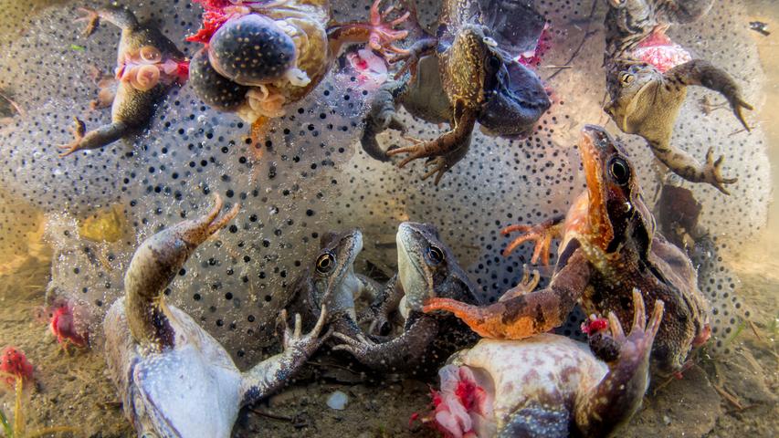 Weltweit werden jedes Jahr Froschschenkel im Wert von 40 Millionen US-Dollar als Delikatesse verkauft. In "Harvesting Frogs' Legs" zeigt Bence Máté Frösche in einem Tümpel in den Ostkarpaten.