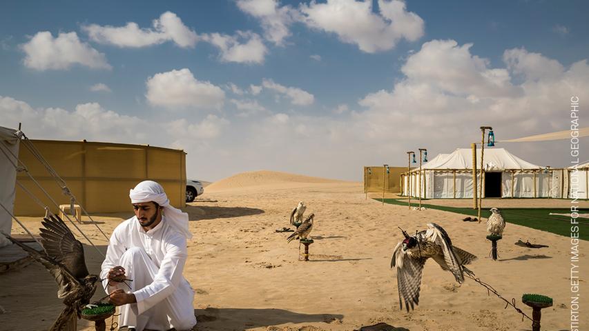 In Abu Dhabi hat Brent Stirton einen Falkner bei der Arbeit eingefangen - heraus kam die Serie "Falcons and the Arab Influence". Die Zucht und Dressur von Greifvögeln hat den Handel mit vom aussterben bedrohten Wildvögeln zugedrängt.