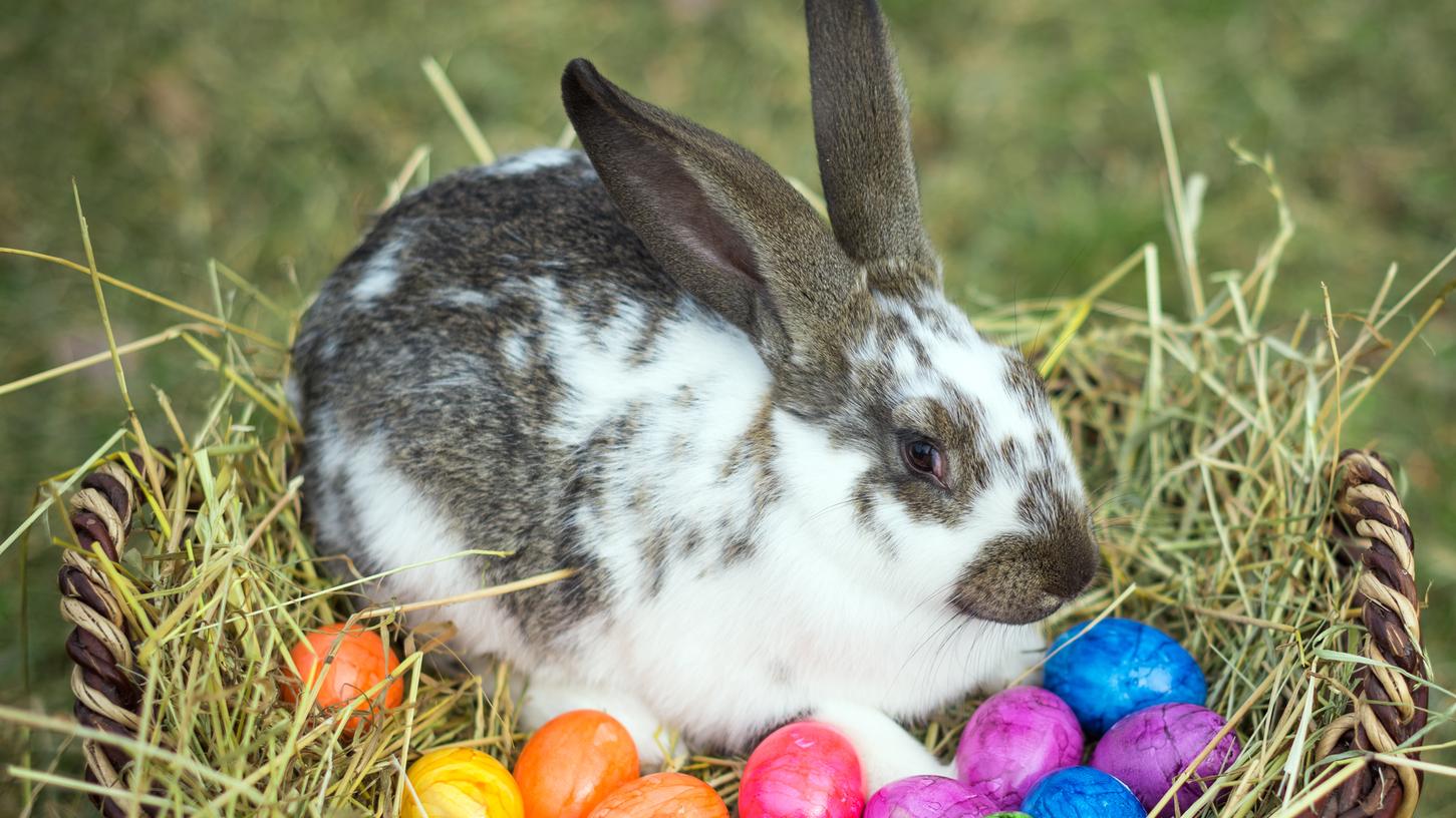 Der Osterhase versteckt auch dieses Jahr die Eier - allerdings mit Vorliebe im heimischen Garten oder eben unter Wahrung der geltenden Abstandsregeln.