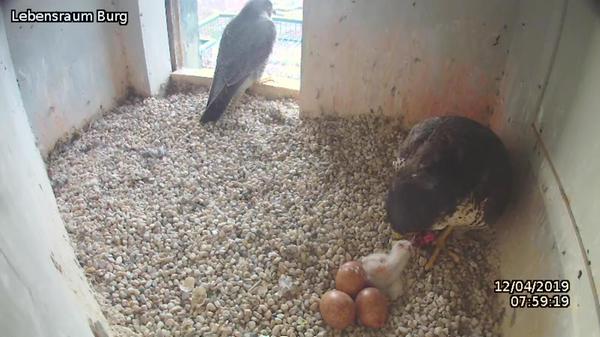 Schon seit 2013 nutzen Wanderfalken den Sinwellturm, um in Ruhe ihre Eier auszubrüten. Per Webcamübertragung können Interessierte live an dem Spektakel teilnehmen und sehen mit etwas Glück die Fütterung oder sogar wie die Eierschale aufbricht und ein Küken das Licht der Welt erblickt. Dieses Bild stammt aus der aktuellen Brut im Jahr 2019. Allerdings herrscht bei der Brutphase nicht immer nur Grund zur Freude...