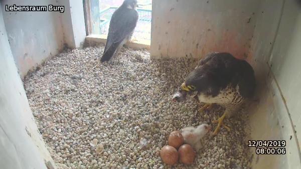 Denn: Eines der beiden geschlüpften Küken ist bereits gestorben. Das ist bei Wanderfalken in der Brutzeit, übrigens bei Vögeln allgemein, allerdings keine Besonderheit. Oftmals fokussiert sich das Muttertier bei der Fütterung auf den stärkeren Nachwuchs. Schwächere oder kranke Tiere können deshalb früh verenden.