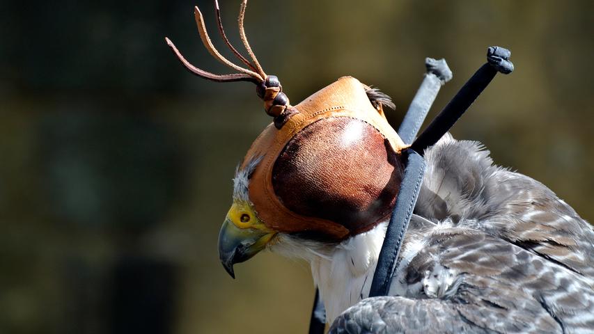 Keine Sorge: Dem Falke auf diesem Bild wird nicht weh getan. Es handelt sich hierbei um einen gezähmten Falken, der Teil einer Falkenshow ist. Die Falknerei besteht vermutlich schon seit etwa 3500 Jahren. Wer sich heute Falkner nennen möchte, muss dafür keine Ausbildung absolvieren. Es handelt sich dabei mehr um ein weitergegebenes Hobby. Falkenshows gibt es zum Beispiel in Tierparks oder an kommerziellen Schaubetrieben. Sind die Augen der Tiere, wie auf dem Bild, verdeckt, kehrt schnell Ruhe ein. Falken sind Augentiere, nur wenn sie etwas sehen, wollen sie fliehen oder sich verteidigen.