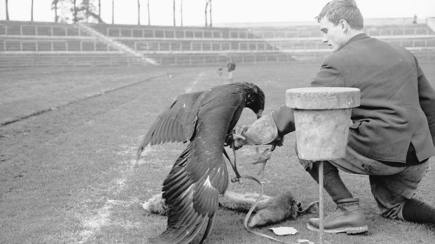 Bevor es wie heute Internetverbindung und Webcams gab, war das Interesse an Falken schon da. Der niederbayerische Falkenhof stellte sich, wie auf diesem Bild zu sehen ist, 1962 im Stadion Nürnberg vor. Bei der Flugschau wurden den Zuschauern seltene Exemplare präsentiert. Neben Falken waren unter anderem auch Adler vertreten.