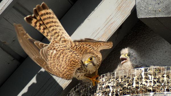 Während das Muttertier die Eier wärmt, ist der männliche Wanderfalke ständig auf der Suche nach Nahrung. Er ist somit der Hauptversorger der Falkenfamilie. Kurz bevor die Jungtiere ausfliegen, bekommen sie mitunter auch schon mal noch lebende Beute an den Brutort geliefert. So viele Nährstoffe brauchen die Kleinen auch, denn sie verändern sich gerade in den ersten Wochen enorm schnell. Schon etwa zehn Tage nach dem Schlüpfen wächst den Falken ein Gefieder.