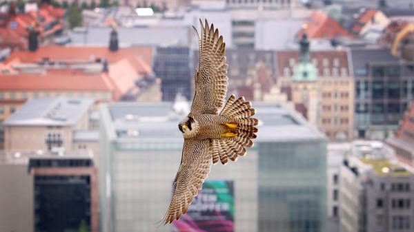 Wanderfalken fühlen sich natürlich nicht nur in Nürnberg wohl. Die Tiere können in fast allen Landschaftsformen heimisch sein. Da sie zum Brüten steile Wände, Steinbrüche, Kirchtürme und hohe Gebäude allgemein bevorzugen, sieht man die Greifvögel auch relativ häufig in urbanen Gebieten. Nicht nur am Sinwellturm in Nürnberg, sondern zum Beispiel auch am Kölner Dom fühlen sich die Greifvögel wohl.