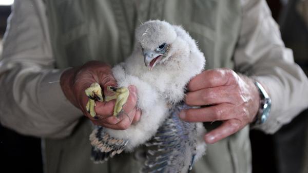 Der Falke gehört zur Tierart der Greifvögel. Wie der Name unschwer vermuten lässt, ergreift der Vogel seine Beute mit seinen Krallen im Flug. Getötet wird die Nahrung allerdings mit einem Schnabelbiss ins Genick. Die Falken setzen bei ihrer Jagd vor allem auf ihre Schnelligkeit und nutzen das Überraschungsmoment. Sie ergreifen andere, mittelgroße Vögel im Flug und greifen sie von hinten an. So kann man zum Beispiel im Norden schon mal beobachten, wie sich ein Falke an einer Möwe zu schaffen macht. Dies ist allerdings eine eher seltene Beobachtung, da Falken eher andere Vögel angreifen, die ihnen körperlich unterlegen und kleiner sind.