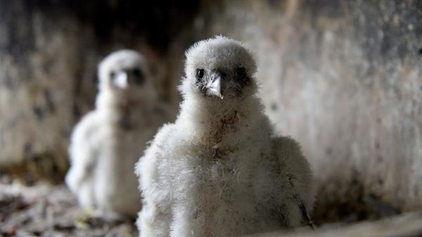 Findet man Jungtiere oder ausgewachsene Falken, nicht wie hier auf dem Bild geborgen am Brutplatz, sondern scheinbar verletzt im Freien vor, müssen einige Dinge beachtet werden. Zunächst sollte man das vermeintlich verletzte oder verlassene Tier eine Weile beobachten. Ist es wirklich verlassen, oder kann sich nicht normal bewegen? Trifft dies zu ist das Wichtigste, sich den Fundort genau zu notieren. Nur so können Jungtiere nach dem Aufpäppeln wieder zurückgebracht werden. Handelt es sich um ein ausgewachsenes Tier, können die Augen verdeckt werden und der Greifvogel so vorsichtig transportiert werden. Nun sollte man am besten einen Jäger, eine Auffangstation oder den Naturschutzbund informieren. Vorsicht: Den Falken niemals mit offenen Augen in einem Käfig unterbringen. Er könnte sich bei Flugversuchen schwer verletzen.