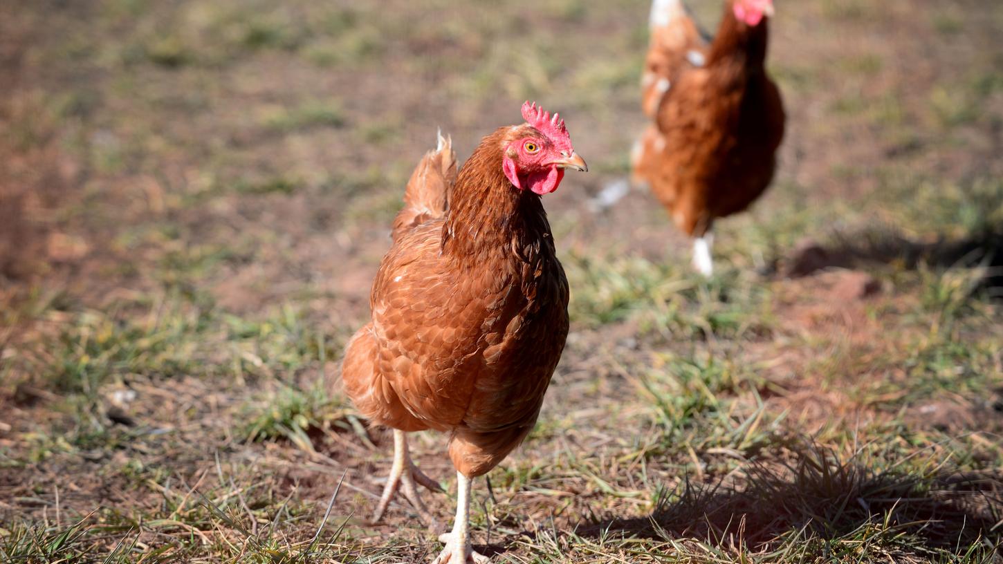 Wenn sie in Nachbars Garten scharren, sind Hühner nicht immer gern gesehen. Ein Streit zwischen zwei Nachbarn in Berching eskalierte nun wegen marodierendem Federvieh. 