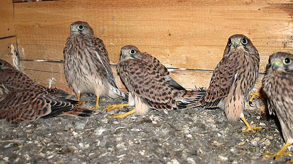 Die größten Feinde der Falken sind der Uhu und der Marder. Die Feinde können die Eier zerstören und sehen die Jungvögel als leichte Beute an. Der Mensch und dessen Lebenswelt kann den Falken vor allem bei der Brut stören. Auch Umweltverschmutzung, wie herumliegendes Plastik, kann für Falken zum echten Problem werden.