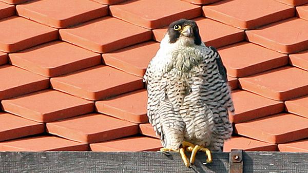 Nicht nur die Jungtiere sind spannend zu beobachten. Die ausgewachsenen Tiere bringen eine ganz eigene Faszination mit sich. Die Flügelspannweite eines ausgewachsenen Falken kann zwischen 75 und 120 Zentimeter messen. Der Wanderfalke zählt unter den Falken zu den größten Vertretern ihrer Art. Dabei erreichen sowohl männliche als auch weibliche Tiere in der Regel kein höheres Gewicht als etwa ein Kilogramm. Sie können zwischen 30 und 55 Zentimeter hoch sein.