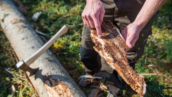 Er ist bekannt und gefürchtet: Der Borkenkäfer. Dabei ist Borkenkäfer nicht gleich Borkenkäfer. Es gibt tatsächlich über 150 verschiedene Arten. Bekannt ist zum Beispiel der Buchdrucker. Das Insekt dringt über die Rinde in den Baum ein. Dort legt er seine Brutgänge ab und vermehrt sich sprunghaft weiter. Die beste Methode, um dem Borkenkäfer Herr zu werden, ist befallene Bäume zu fällen, um so die restliche Population zu schützen. Borkenkäferbefall ist auch immer ein Zeichen für ein Ungleichgewicht. So bedient sich der Wirt bei trockenen und schwachen Bäume, da diese angreifbarer sind. Vor allem Kiefern und Fichten sind betroffen.