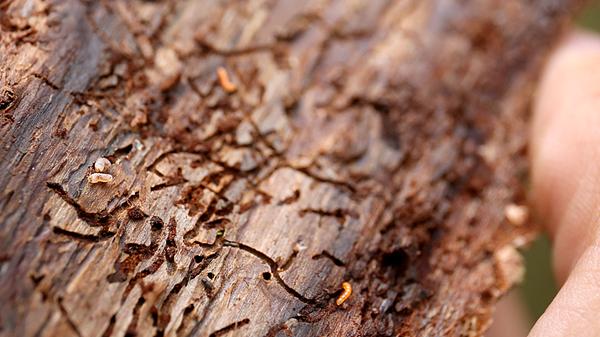 Meistens betrifft Borkenkäferbefall eher die Waldwirtschaft, aber das Insekt kann auch Hobbygärtnern zu schaffen machen. Als Zersetzer kann er zum Beispiel in gelagertes Holz eintreten. Am Baum erkennt ihn zum Beispiel an den etwa drei bis fünf Millimeter großen Eintrittspforten in der Rinde des Baumes. Die Bohrgänge in der Rinde können ebenfalls ein Indiz sein. Am besten geschützt sind gesunde, fitte Bäume. Sie können unterdes in der Lage sein den Schädling selbst durch Harz auszurotten. Die zunehmende Trockenheit der Wälder wird folglich zur Bedrohung.