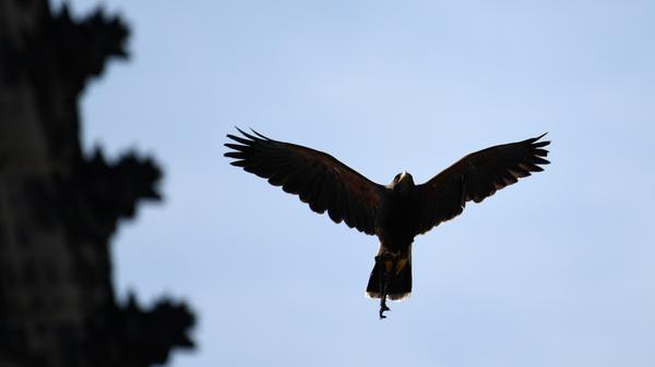 Wanderfalken können im Sturzflug enorm hohe Geschwindigkeiten erreichen. Durch ihren Körperbau und ihre Flügelstellung können sich die Höchstgeschwindigkeiten auf über 300 Kilometer in der Stunde belaufen. Durch diese enorme Geschwindigkeit verfehlen Falken allerdings manchmal das Ziel.