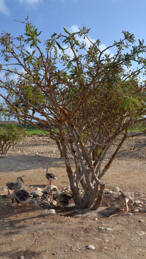 In der Region Dhofar wachsen viele Weihrauchbäume.