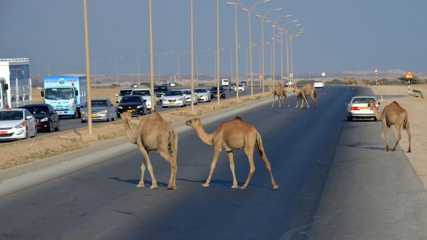 ...denn schwupps laufen sie über die Autobahn und verursachen einen kleinen Stau. Die Kamele sind eigentlich Dromedare, werden aber einfach nur Kamele genannt. Sie sind nicht besitzerlos, jedes ist gechippt, denn die Tiere sind wertvoll.