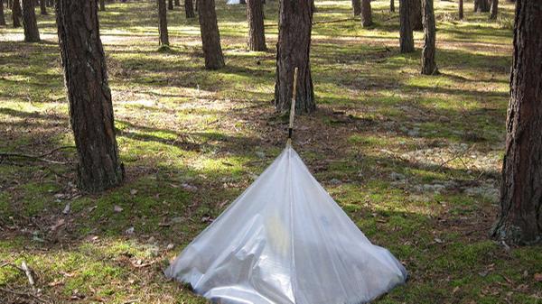 Entdeckt man dieses seltsame Zelt im Wald, kann das auf die Kieferneule, auch Forleule genannt, hindeuten. Der Nachtfalter gilt als Forstschädling. Die Kieferneule kann sich rasant schnell vermehren. Mit dieser Insektenfalle wird versucht, die Kieferneule zu fangen.