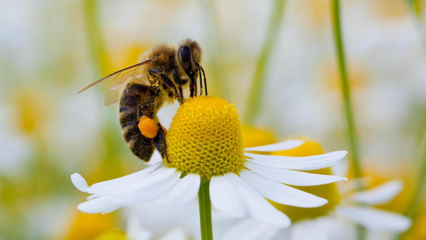 Forchheim: BN will 1000 Bienen-Oasen schaffen