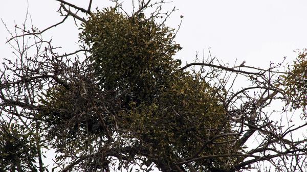 Für manche Heilpflanze, für andere Parasit: Die Mistel ist ein tückischer Baumbewohner. Sie haftete sich still und heimlich an einen Wirt, den Baum, und breitet sich von dort hartnäckig aus. Sie verbindet sich außerdem mit dem Wassersystem des Baumes. Bei starkem Befall können ganze Bäume absterben, die Früchte der Mistel sind für manche Tiere giftig. Manche Menschen schätzen die Mistel allerdings in der Naturheilkunde.