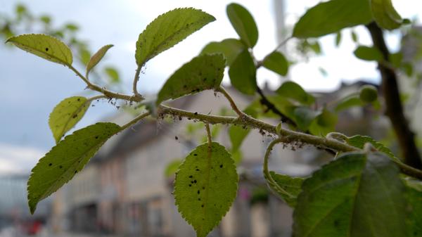 Blattläuse sind die wohl häufigsten Schädlinge in fränkischen Gärten. Von ihnen sind etwa 650 Arten bei uns heimisch. Der klebrige Honigtau auf den Blättern, aber auch zerlöcherte Blätter sind Indizien. Hobbygärtner, denen etwas an der Natur liegt, sollten auch bei diesem Befall auf Chemikalien verzichten. Ein Sud aus Brennnessel auf die Pflanzen zu sprühen, ist eine gute Methode dem Problem Herr zu werden. Ansonsten helfen Sprühmischungen mit Öl, das Aufhängen eines Nistkastens oder Nützlinge wie Marienkäfer. Chemikalien hingegen zerstören meist nur die eigentliche Pflanze und den Boden selbst und wird außerdem zur Gefahr für Bienen.