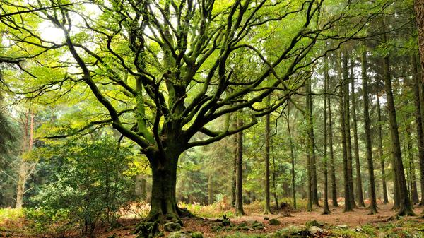 Der Wald ist ein hochsensibles und faszinierendes Ökosystem. Wie Zahnrädchen laufen alle Mechanismen, klimatische Bedingungen und die Lebensweise ihrer Bewohner ineinander und verschmelzen zu einem lebendigen Wald. Doch so abhängig das Ökosystem von seinen einzelnen Bestandteilen ist, so schnell gerät es ins Ungleichgewicht. Dr. Jürgen Schmidl vom Department Biologie FAU Erlangen-Nürnberg ist sich deshalb sicher: Der wahre Schädling des Waldes ist nicht der Borkenkäfer oder der Kieferspanner, sondern letztendlich der Mensch selbst. Der Befall von sogenannten Ecosystem engineers, die der Volksmund gerne Schädlinge nennt, ist nämlich nur die unweigerliche ökologische Konsequenz auf ein Ungleichgewicht der Natur. Trockenheit wird so zum echten Gefahrenfaktor für den Wald.