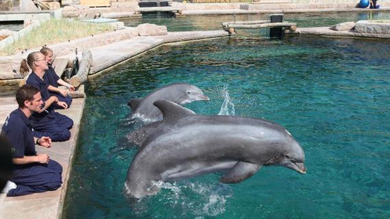 Stadt Nürnberg zieht wegen Delfinlagune vor Gericht