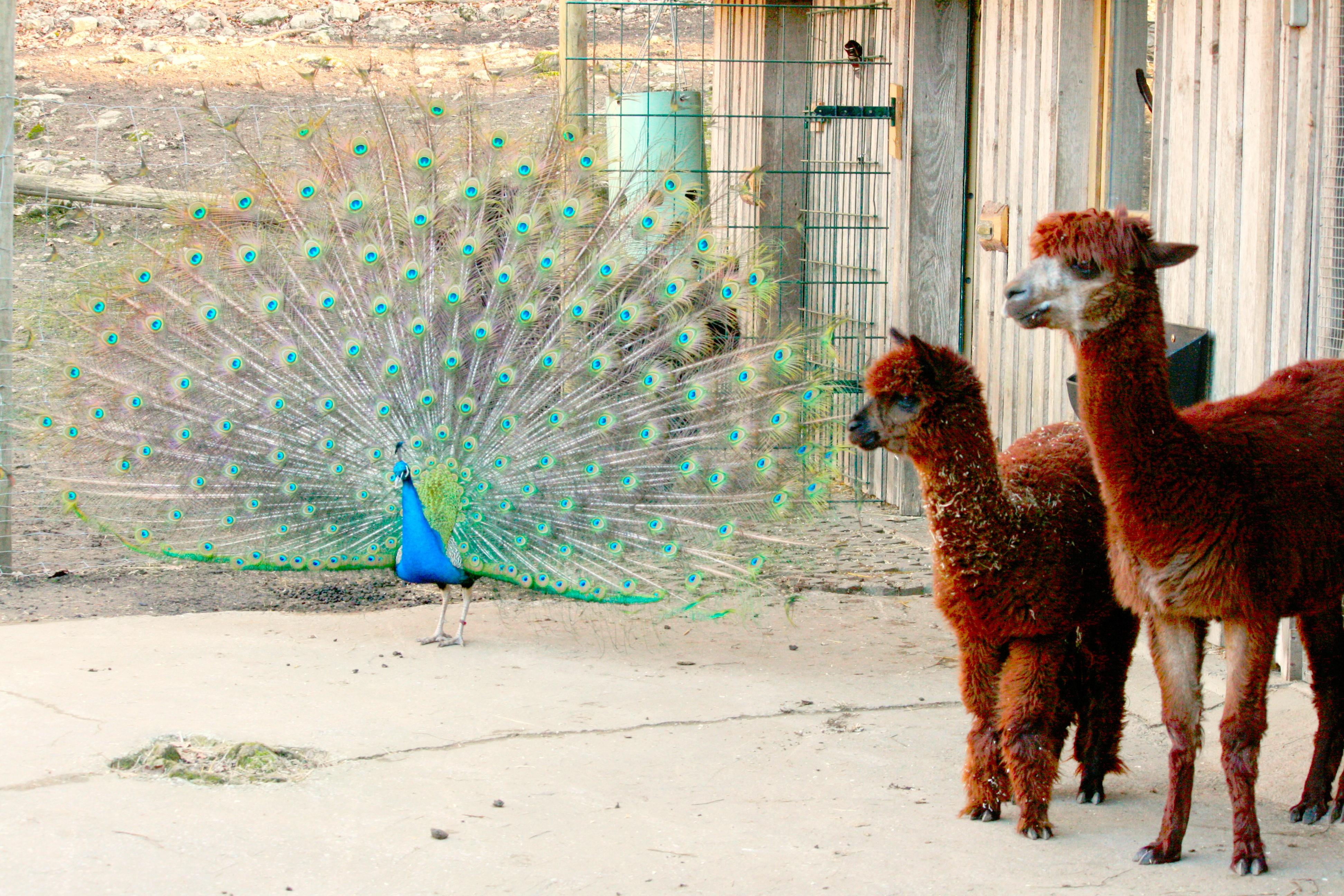 Da wo sich Luchs, Hängebauchschwein, Zwergziege und Co. guten Tag sagen: Der Wildpark Hundshaupten bei Egloffstein in der Fränkischen Schweiz ist immer einen Ausflug wert. Diese beiden Alpakas lassen sich von der Pfauen-Pracht wenig beeindrucken. Erst kürzlich gab es Zuwachs...