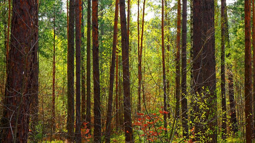 Regenmangel: Waldumbau wegen Klimawandel im Birkenbühl 