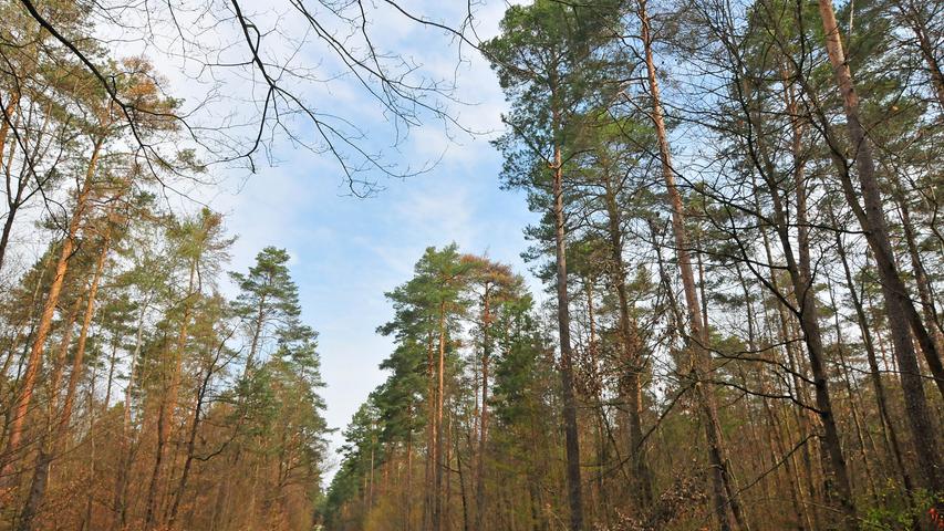 Regenmangel: Waldumbau wegen Klimawandel im Birkenbühl 