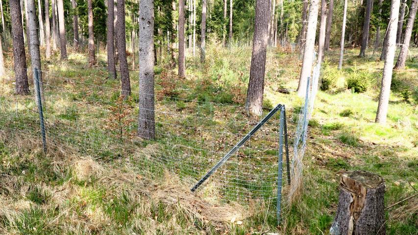 Regenmangel: Waldumbau wegen Klimawandel im Birkenbühl 