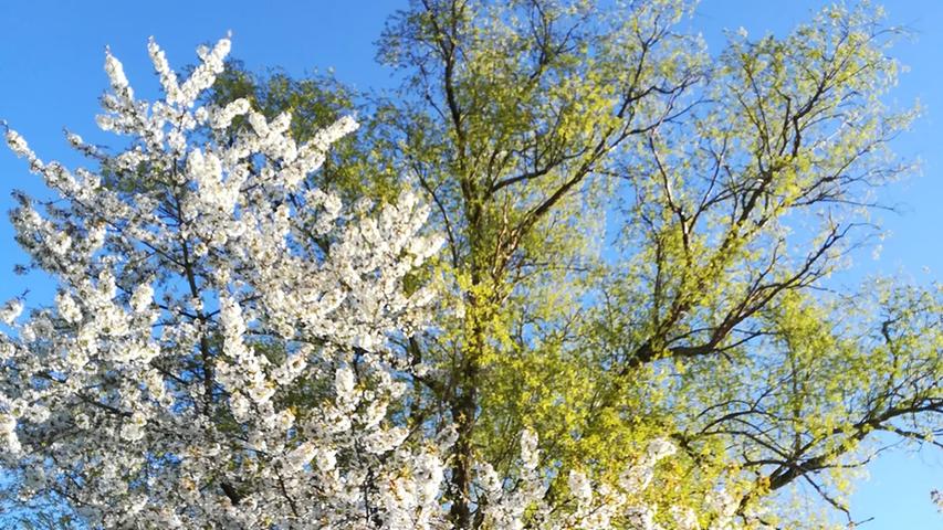 NN-Leser zeigen den blühenden Frühling in Forchheim und der Fränkischen Schweiz