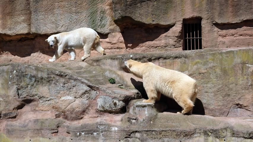 Eisbären und Tretboote: Nürnberg genießt Sonne an Karfreitag