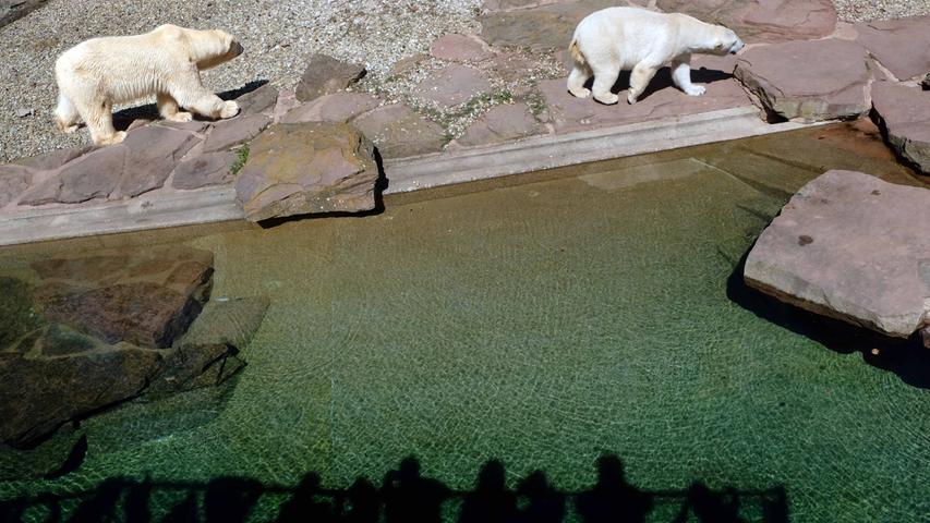 Eisbären und Tretboote: Nürnberg genießt Sonne an Karfreitag