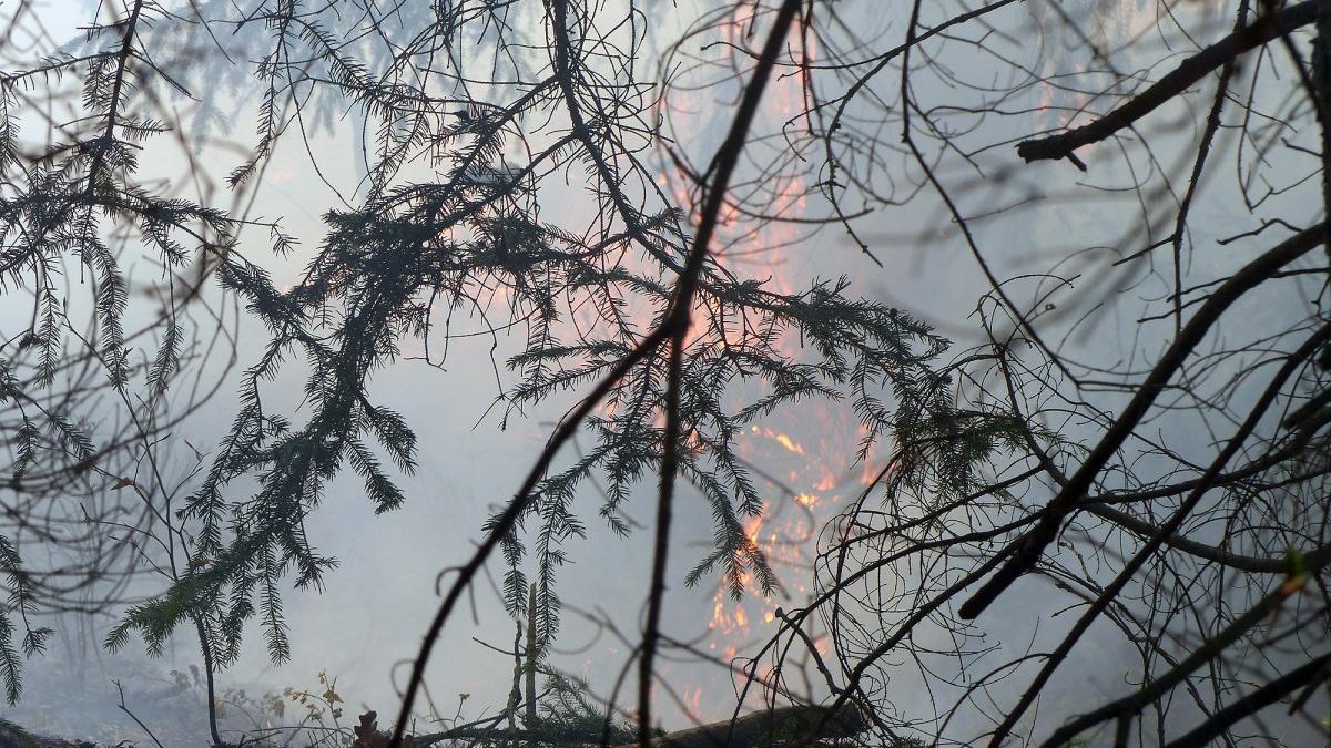 Waldbrand in Schwarzenbruck: Feuerwehr rückte mit Großaufgebot aus