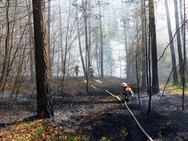 Waldbrand in Schwarzenbruck: Feuerwehr rückte mit Großaufgebot aus