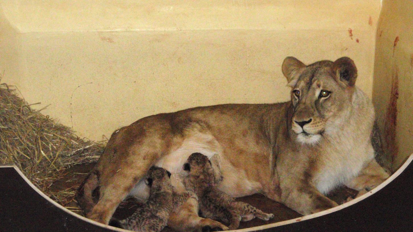 Löwenmutter "Bastet" mit ihren zwei neugeborenen Löwenbabys. Im Zoopark Erfurt sind erstmals Löwen geboren worden.