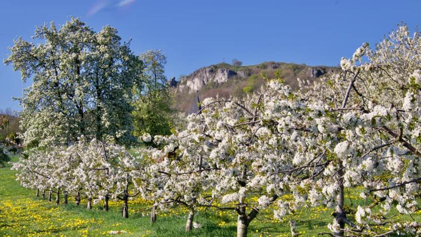 NN-Leser zeigen den blühenden Frühling in Forchheim und der Fränkischen Schweiz