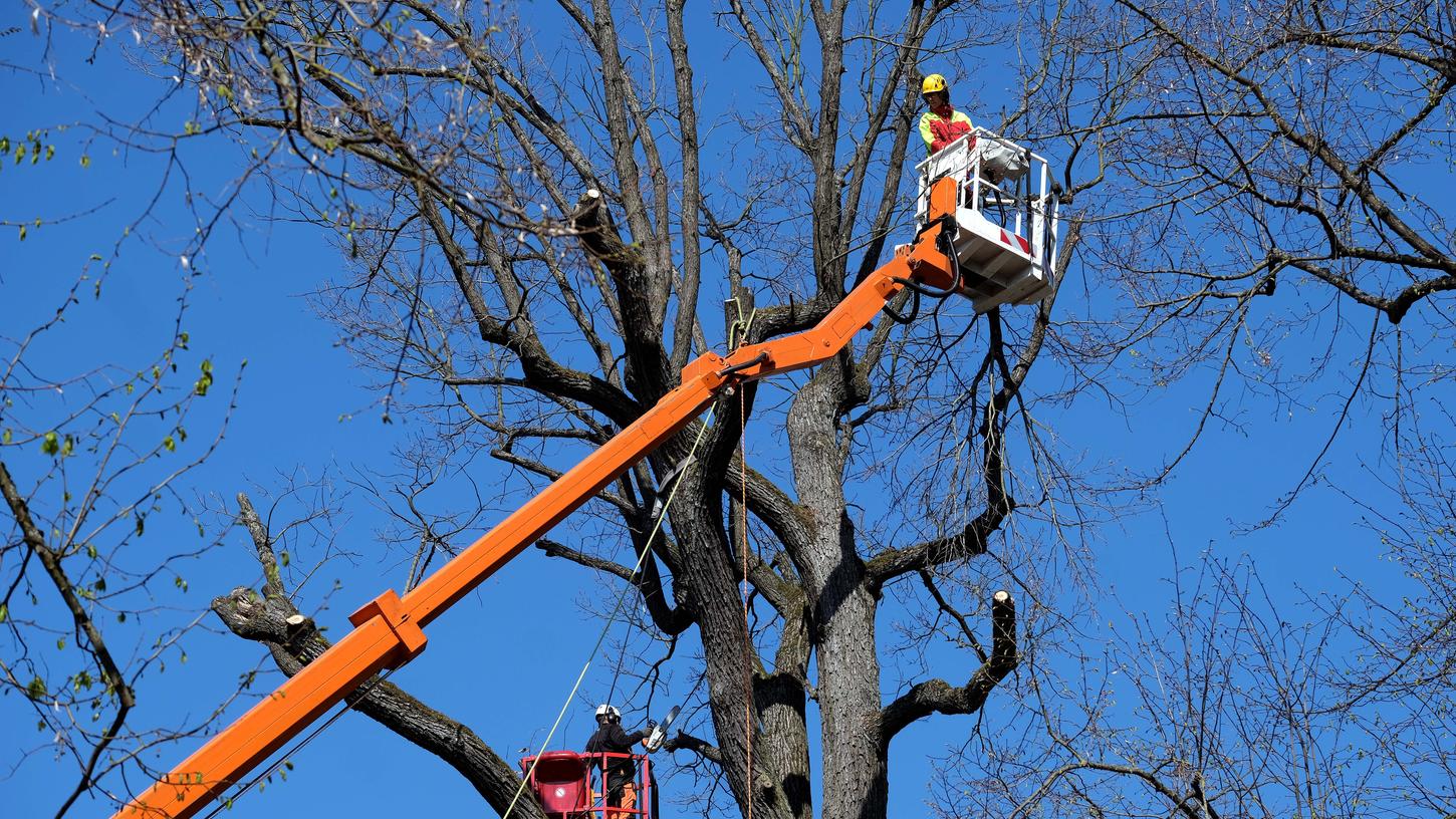 Die meisten Bäume müssen aus Sicherheitsgründen gefällt werden, manche aber auch, weil sie einer vorgesehenen Umgestaltung buchstäblich im Weg stehen.