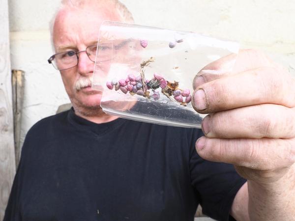 Bernhard Pogan zeigt die rosafarbenen Gift-Kügelchen. Dass ein Unbekannter versucht hat, die Tiere mit Rattengift zu töten, erschüttert die Familie.
