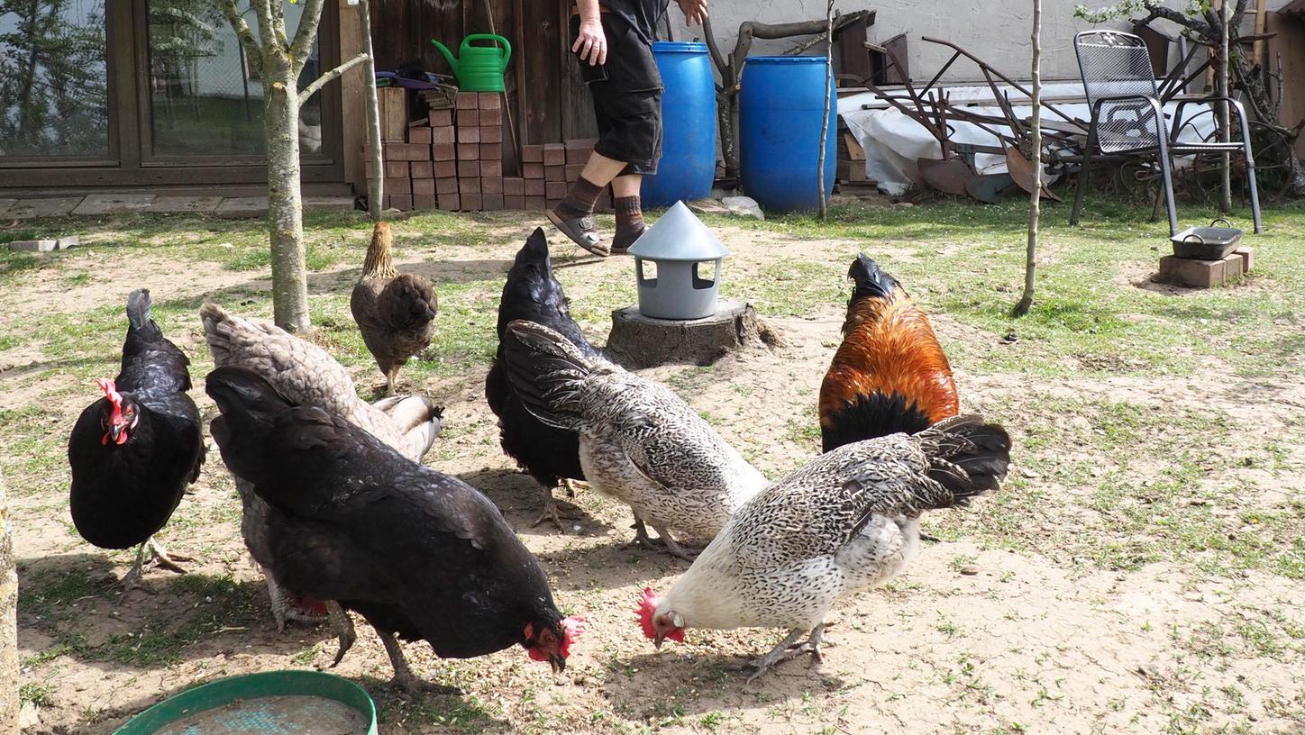 Zufrieden picken die Hühner auf dem Grundstück von Familie Pogan in Hiltpoltstein. Doch die Eier der Hühner will die Familie im Moment nicht essen.