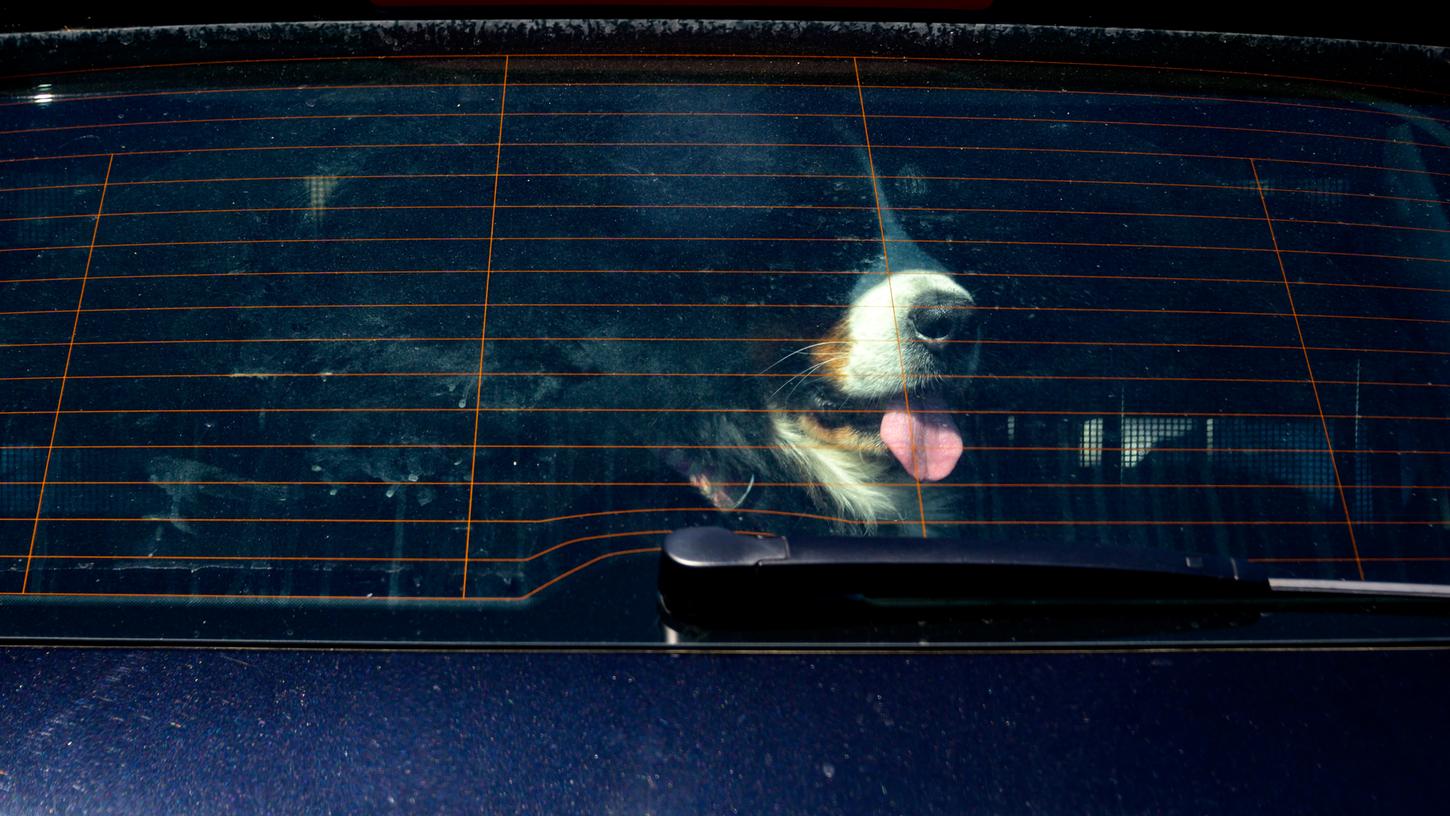 Pegnitz: Hund bei praller Sonne im Auto gelassen